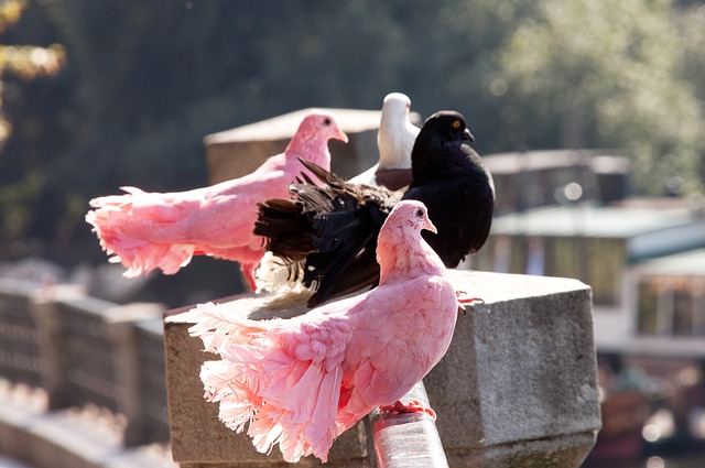 一段三人行 一段三人行